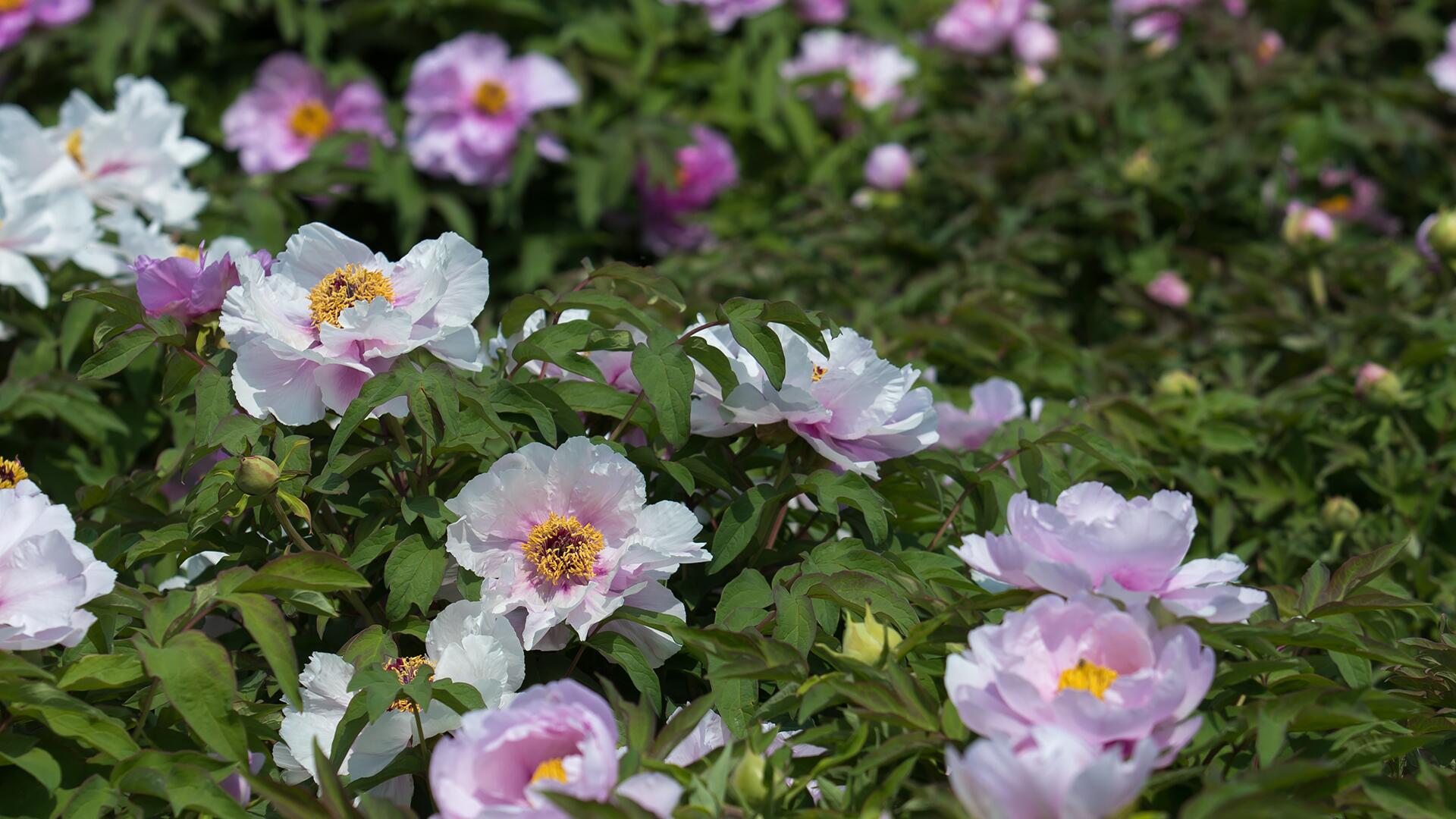 <span class="ezstring-field">kl_peony_active-ingredient_field_plant_2019 -5- 367x460</span>